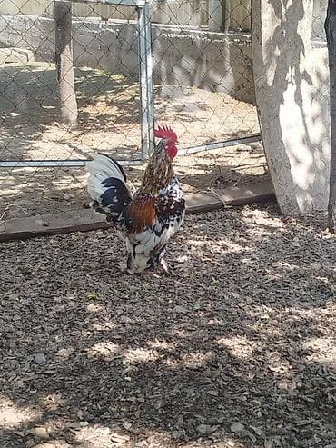 тайган собака цена бишкек: Карлик короздор сатылат активный алмашу жолдору бар адрес Бишкек Заря — 6