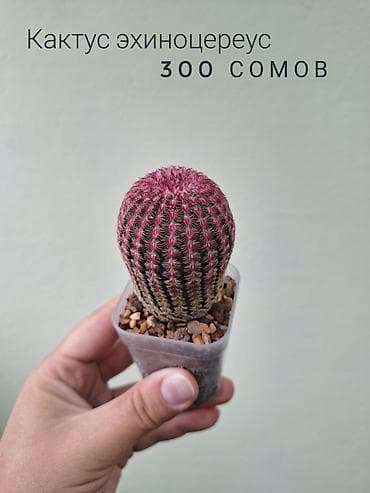 саженцы даром: 🌿 Комнатные цветы (укоренённые черенки/молодые растения/взрослые — 4