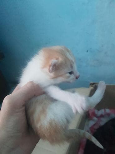 ак коён: Малыш котёнок с кремово-рыжим и белым окрасом. Короткая мягкая шерсть — 4