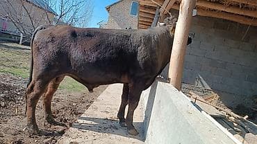 сколько стоит щенок овчарки: Продаю | Бык (самец) | На откорм | Племенные — 3