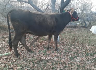 восточно европейская овчарка черная цена: Продаю | Тёлка | Полукровка | На откорм | Нетель — 2