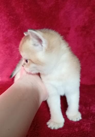 британская лиловая кошка: 💛 Золотое счастье ищет свой дом 💛 Открыто бронирование на шикарного — 4