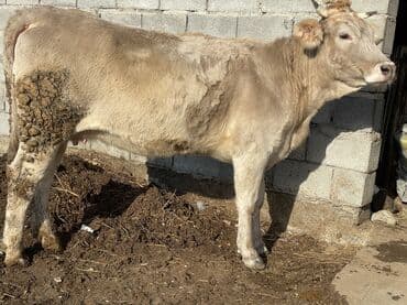 собаки лайка: Продаю | Корова (самка) | Алатауская | Для разведения, Для молока | Стельные, Нетель — 3