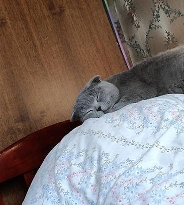сиамские кот: Шотландская вислоухая кошка (Scottish Fold) - Окрас: однотонный серый — 3