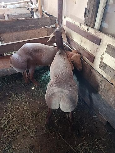 Продаю | Овца (самка) | Для разведения | Ярка at lalafo.kg Продаю | Овца (самка) | Для разведения | Ярка
