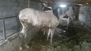мака прес: Продаю | Жеребенок | Рабочий — 1