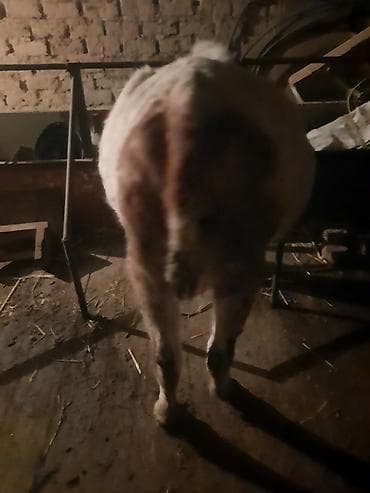 Индюки: Продаю | Корова (самка) — 2