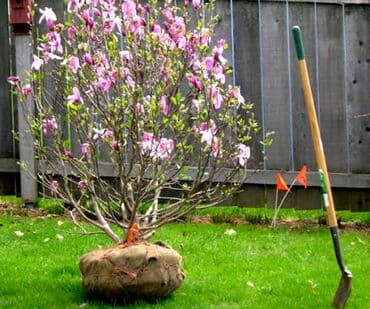 Саженцы деревьев: Магнолии at lalafo.kg Саженцы деревьев: Магнолии