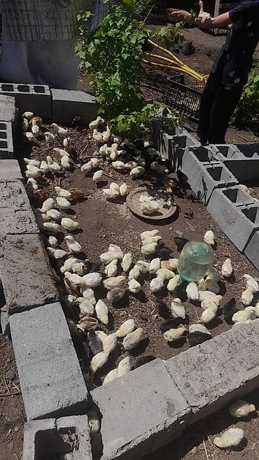 сокол птица цена: Продаю | Цыплята | Бройлерная | На забой — 3