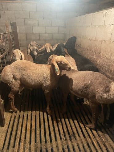 племенные коровы молочные купить: Продаю | Ягненок | Полукровка | На забой | Племенные — 7