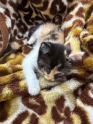 лысые кошки: Котёнок трёхцветный (черный/рыжий/белый), короткошёрстный. Окрас — 1