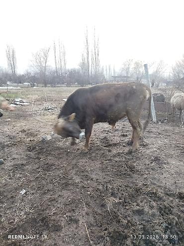 Үй жаныбарлары: Сатам | Бука (эркек) | Көбөйтүү үчүн | Асыл тукумдуу — 4