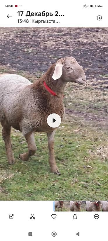 баран талас: Сатам | Ургаачы кой (ургаачы) | Эдильбай | Көбөйтүү үчүн — 1