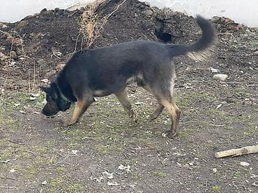 Немецкая овчарка, 1 месяц, Самка, С прививкой