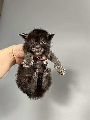 одежда для котов: Мейн-кун Ласковый Гигант🥳🥳🥳🥳, цена указана под кастрацию ❗ ❗ ❗ малыши — 2