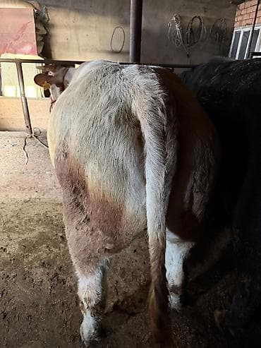 кой козусу: Продаю | Бык (самец) | На откорм | Привязанные — 3