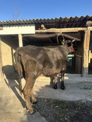 котята отдам в добрые руки: Продаю | Корова (самка) | Полукровка | Для молока | Привязанные — 9