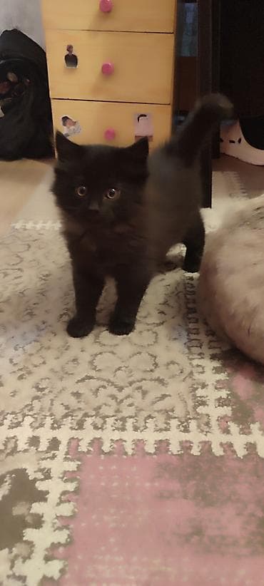 ищу котенка: Кошка даром: Беспородная, 2 месяца, Мальчик — 3