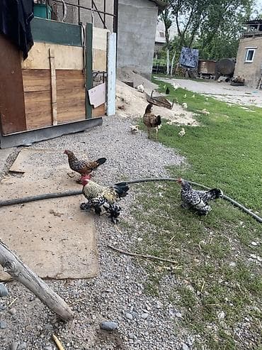 Инкубационные яйца Карликовых кур смешанных пород в стаде Мильфлеры