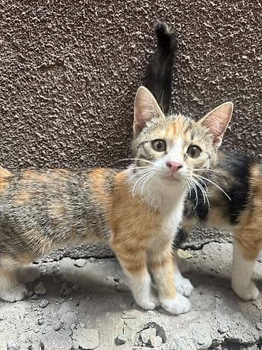 🐾 Ищу дом для трёх маленьких пушистиков ❤️ У нас дома появились три — 3