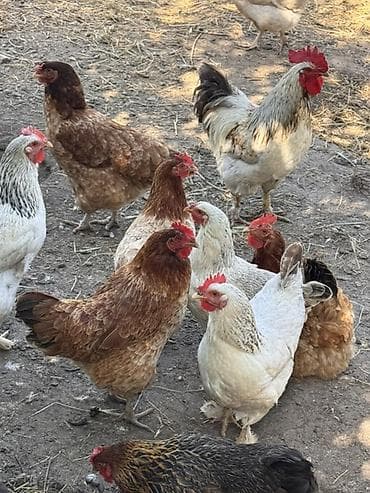 большой аквариум купить: Продаю | Петух | Домашняя | Для разведения — 2