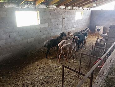 аары ящик алам: Сатам | Эчки (ургаачы) | Аргын | Көбөйтүү үчүн — 1