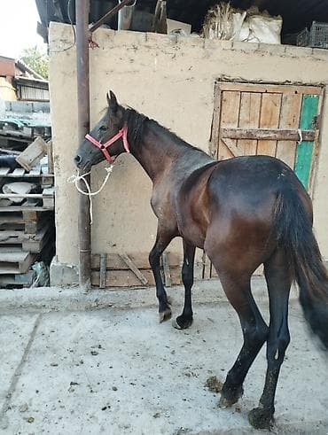 Животные: Продаю | Кобыла (самка) | На забой — 5