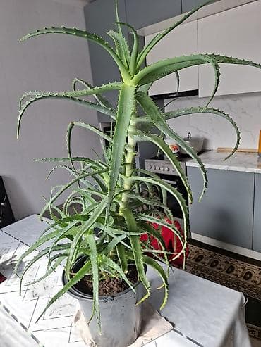 герани: Комнатные растения в горшках 1) Алоэ древовидное (aloë arborescens) - — 6