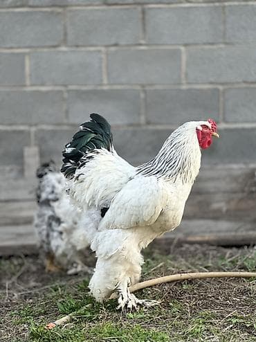 белый брама: Продаю | Куры | Брама | Для разведения — 5