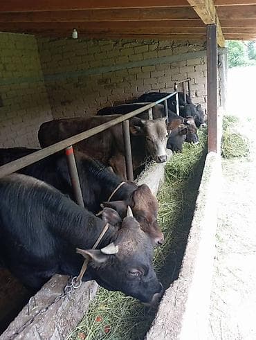 Животные: Продаю | Бык (самец) | Для разведения, На откорм | Искусственник — 4