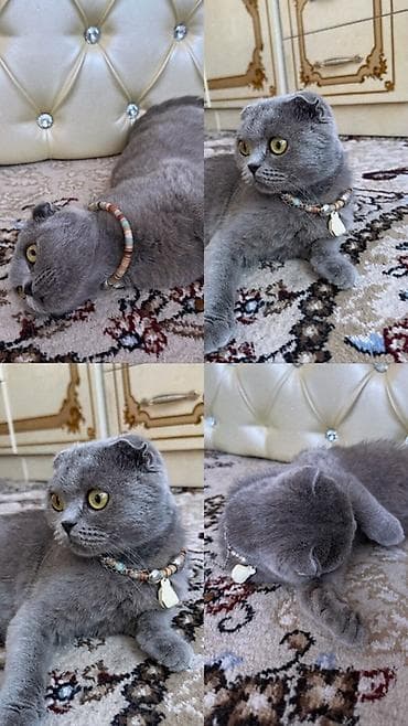 кой сатып алам бишкек: Шотландская вислоухая кошка (Scottish Fold), окрас голубой (плотный — 1