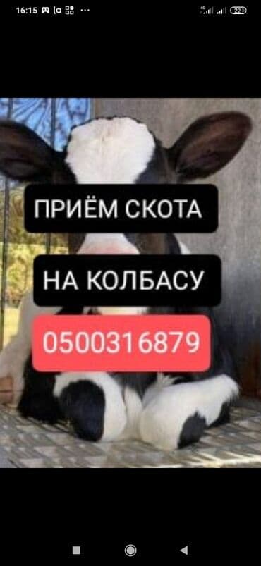 Куплю | Коровы, быки, Лошади, кони, Другие с/х животные | Круглосуточно, Любое состояние, Забитый at lalafo.kg Куплю | Коровы, быки, Лошади, кони, Другие с/х животные | Круглосуточно, Любое состояние, Забитый