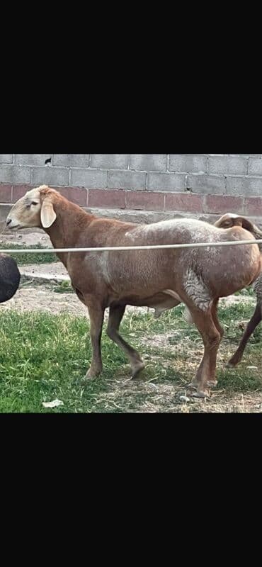 коровы молочной породы купить: Продаю | Баран (самец) | Для разведения | Осеменитель — 3