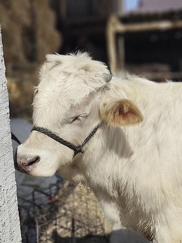 быки на забой: Продаю | Бык (самец) | Шароле | Для разведения | Искусственник — 1