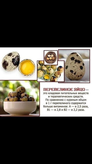 сколько стоят перепелиные яйца: Продаю перепелят суточных Техас и Феникс под заказ. яйцо — 4