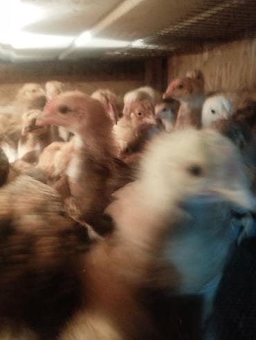 мальки форели купить: Продаю | Цыплята | Домашняя | Для разведения — 5