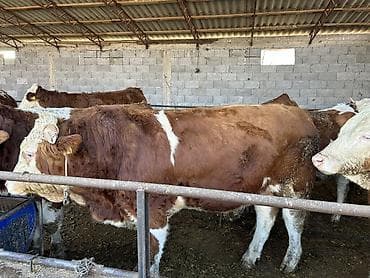 шарпей собака: Продаю | Бык (самец) | Симментальская, Монбельярд | Для разведения | Племенные — 6