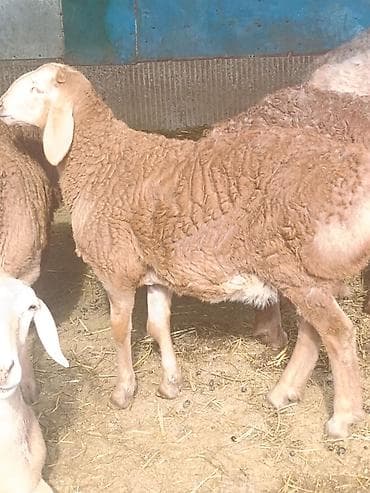шамо дакан: Продаю | Ягненок, Баран (самец) | Арашан | На забой, Для разведения | Племенные, Осеменитель — 10
