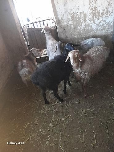 Продаю | Овца (самка) | Для разведения