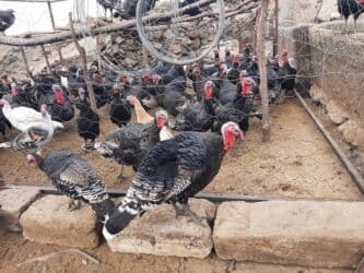 Продаю | Индюшка (самка) | Черный принц, Северокавказская | На забой | Племенные at lalafo.kg Продаю | Индюшка (самка) | Черный принц, Северокавказская | На забой | Племенные