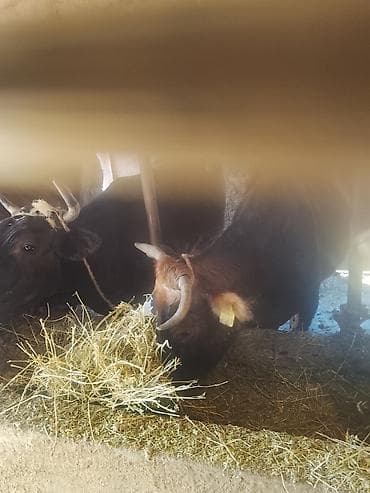 бычки бельгийцы: Продаю | Корова (самка) | Для разведения | Привязанные — 5