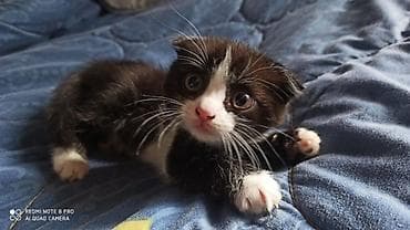 отдам котят в хорошие руки бишкек: Котята-домоседы, помёт от домашней кошки. На выбор несколько малышей — 1
