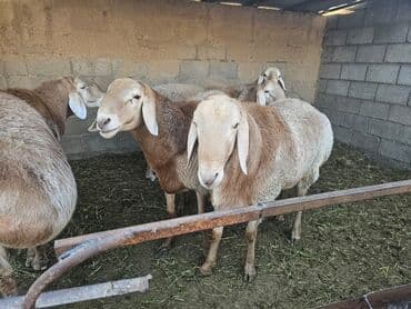 сколько стоит хомяк в зоомагазине: Продаю | Баран (самец) | Арашан | На забой, Для разведения | Племенные, Осеменитель — 2