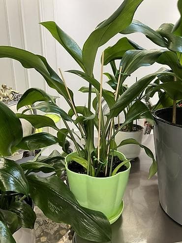 bamboo lab: Амазонская лилия несколько горшков. Очень много видов комнатных — 2