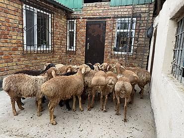 Продаю | Баран (самец) | Полукровка, Арашан | Для разведения | Племенные