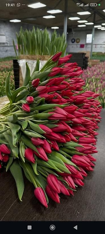 корзина для овощей: Тюльпаны с собственной теплицы - Срезанные свежие тюльпаны прямого — 10