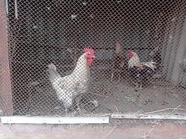 летучий мышь: Продаю петухов,трое звонить по номеру ; цена договорная — 1