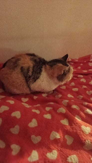 отдам котёнка в добрые руки: Беспородная, 5 месяцев, Девочка, Белый, Кастрирована, Приучена к лотку, Проглистована — 2