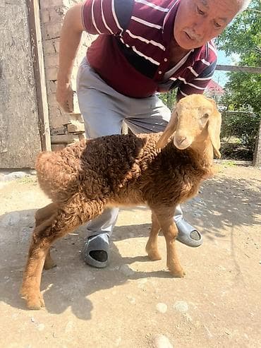 big 6: Продаю | Ягненок | Арашан | Для разведения — 1