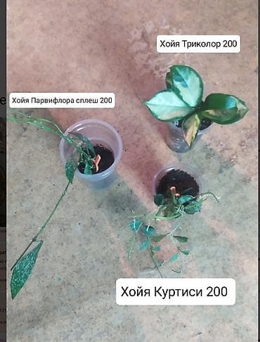 продаю птиц: Продаю цветы — 3